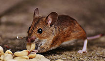 24 Hour & Emergency Exterminators in Farisita, CO